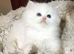 Pedigree persian kittens, white and chinchillas