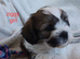 4 Gorgeous Zuchon puppies