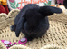 French Lop Babies for reserve