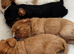 Cavalier King Charles spaniel puppies health tested parents