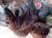 Chickens for sale
