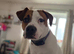 Needs Rehoming to a good home