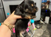 6 Pure breed pedigree puppies