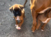 Last Beautiful boxer puppy