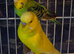2 budgies