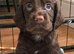 Working Cocker Spaniel Puppies &ndash; 2 Boys From litter of 6 Available