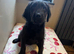 Labradoodle