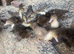 Muscovy ducklings