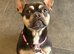 Beautiful female frenchie