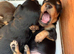 Stunning Silky Wire Haired Dachshunds