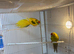 Breeding pair of kakarikis