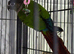 Baby Male conure Glasgow