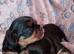Cavalier King Charles Male Puppies