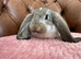 Giant pure bred French lop rabbits will be huge bunnies