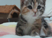 4 rare beautiful gorgeous kittens
