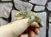 Brosse x Moro Leachianus Giant Gecko at Birmingham Reptiles
