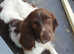 Springer Spaniel Stud