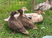 Call Duck pairs various prices