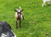 Pygmy wether kids