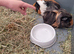 2x male bonded
