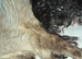 Ragdol x persian 1 female left