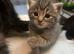 3 kittens for sale