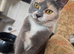 Beautiful British shorthair cross