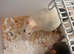 Beautiful baby rats