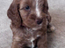 Beautiful cockapoo pupps