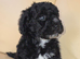 Beautiful Cockapoo puppies