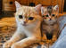 Golden shaded and spotted British shorthair