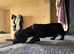 Black and brindle girl still available reduced price