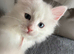 Maine Coon kittens