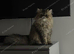 Beautifull Tri coloured female persian cat age 1 and a half
