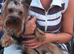 Miniature yorkshire terrier