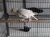 Grey Cream Kakariki