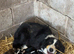 1 male sheep dog puppy