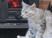 Light Grey Maine coone female