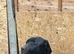 Stunning boy ready now!