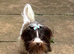 Tiny Biro Yorkshire Terrier STUD