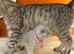 Stunning Shorthair Kittens