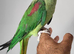 Handreared Silly Tame Alexandrine Parrot