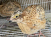 Golden quails
