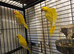 Lutino ringneck