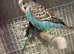 Budgie babies