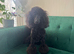 Gorgeous Female Mini Poodle