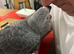 Hand reared Congo African grey
