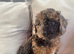 Cockapoo girl puppies ready now