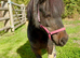 A Very Pretty Shetland Mare