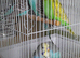 Baby budgies